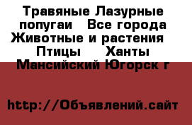 Травяные Лазурные попугаи - Все города Животные и растения » Птицы   . Ханты-Мансийский,Югорск г.